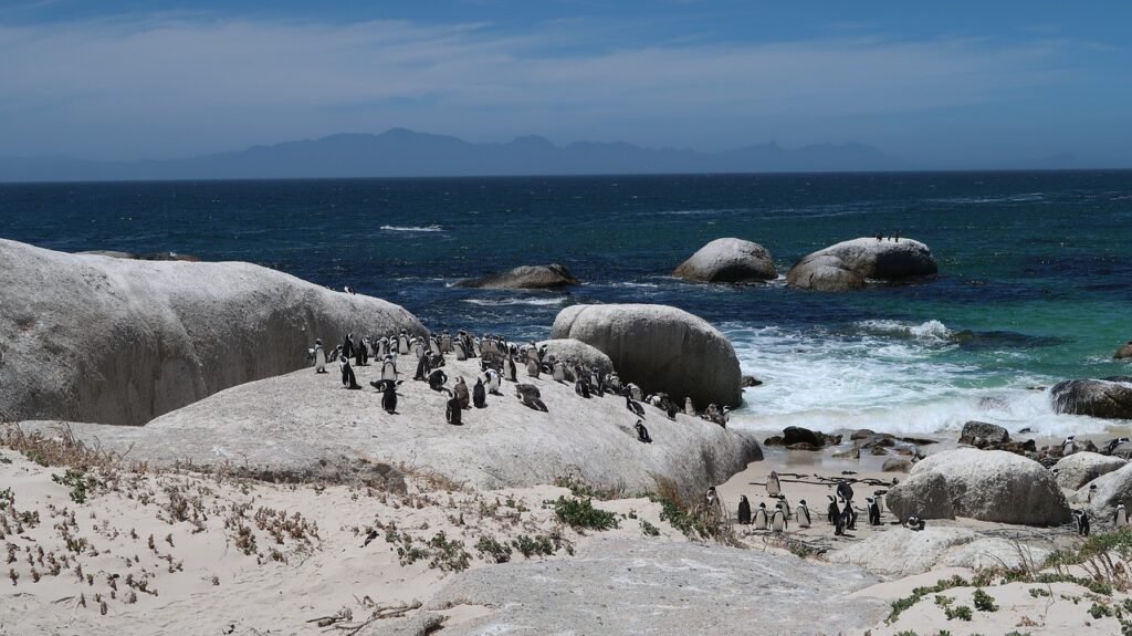 Playa de los pingüinos